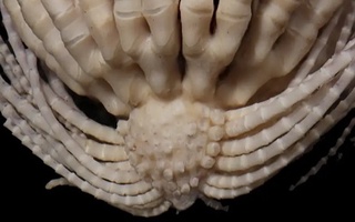 Олимлар Антарктида яқинида 20 та қўли бор номаълум жонзотни топишди