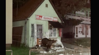 Айиқлар дўконларга “ўғрилик”ка тушмоқда