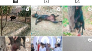 Бухорода итларни ўлдирган ва видеосини тарқатганлар аниқланди