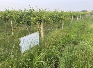 Ўзбекистон—Афғонистон ҳамкорлиги намунаси сифатида “Дўстлик боғи“ барпо этилади