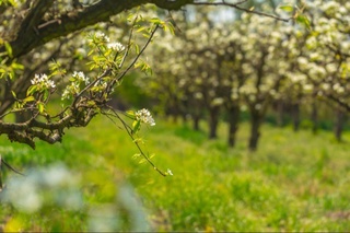 Бугун ҳарорат 28 даражагача исийди