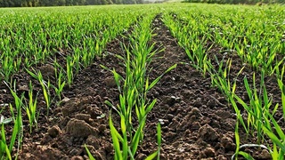 Утвержден порядок ведения Государственного реестра сельскохозяйственных культур, рекомендованных к посеву