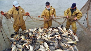 Важные шаги для значительного увеличения производства полезной продукции