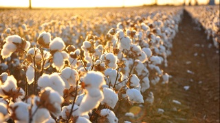 Бу йилги пахта терими нархи белгиланди