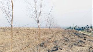 «Яшил макон»: Как Узбекистан борется с изменениями климата