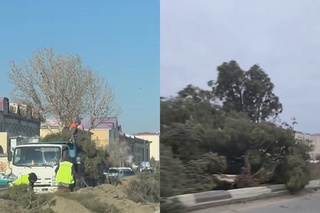 Buxoroda 1800 dan ortiq daraxt koʻchirilmoqda