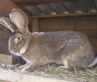 Сотиб олинган зотдор қуён нега келмади?