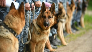 Миллий кинология маркази фаолияти такомиллаштирилади