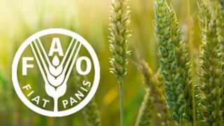 Узбекистан избран в Совет Продовольственной и сельскохозяйственной организации ООН (ФАО)