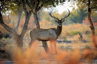 «Бадай тўқай» биосфера резервати ЮНЕСКОнинг жаҳон тармоғига кирди
