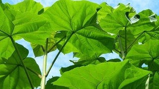 Навоийские ученые расширяют географию стран-партнеров