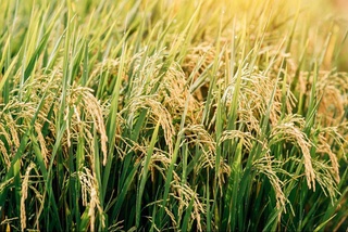 В Узбекистане в разгаре уборка урожая риса: собрано более 640 тысяч тонн