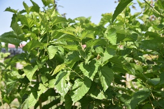 Фарғонада тут баргидан чой ишлаб чиқарилмоқда