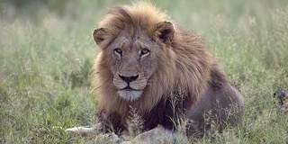 In Kenya, a lion killed a 14-year-old girl near the Nairobi National Park