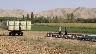 Пчеловодство: ресурс для развития сельских территорий