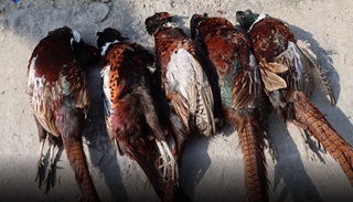 Ноқонуний равишда қирғовул овлаган фуқаро жазоланди