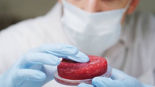 Израиль стал первой страной, где разрешили продажу населению культивированного говяжьего мяса