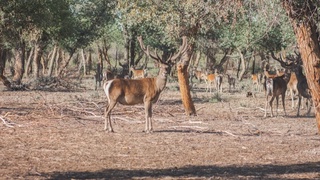 Нижне-Амударьинский государственный биосферный резерват внесен во Всемирную сеть биосферных заповедников ЮНЕСКО