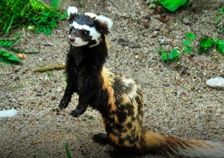 Қизил китобга киритилган олакўзан ва қирғий бургути очиқ табиатга қўйиб юборилди