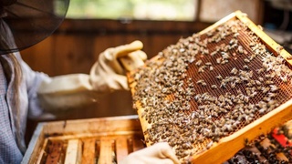 Научный подход к… ульям
