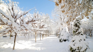 Бугун ҳаво ҳарорати 9-11 даража совуқ бўлади — Ўзгидромет