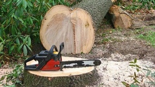 Sardobada daraxt kesganlarga qariyb 127 million so'm jarima solindi