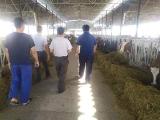 Qiziltepada iste'molchiga kreditga olgan nasilli sigiri almashtirib berildi