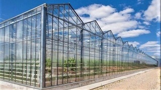 Тошкент туманида замонавий лимонарий барпо этиляпти