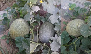 Тез кунда қовун экспорти бошланади