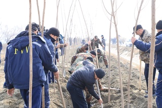Фарғонада янги ўзлаштирилган ерларга 15 минг дона саноатбоп терак кўчатлари экилди