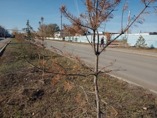 Issiq kunlarda yangi ekilgan ko'chatlarning holi nima bo'ldi?