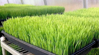 В племенном хозяйстве Тамдынского района освоили выращивание зеленых кормов