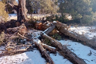 More than 100 Zarafshan junipers have been cut down in Dehkanabad district
