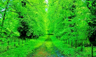 Тәбият тек бийбаҳа байлық емес келешек тәғдиримиз, абаданлығымыз да болып табылады