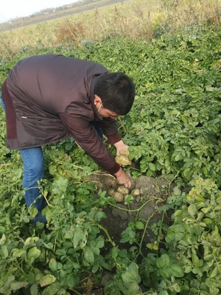 Самарқандда 2021 йилда 9 минг 231 гектар такрорий майдонда картошка етиштирилади