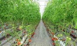 “Endi kambagʻal emasman” yoxud “Temir daftar” sahifasidan boshlangan yangi hayot shukuhi