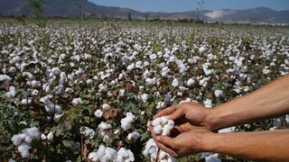 Пахта етиштиришнинг кластер усули нима беради?