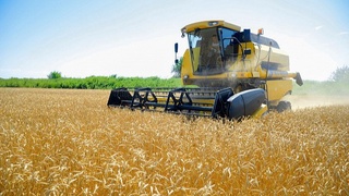 Ғаллага ўроқ тушди