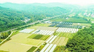 Косонсой, Чортоқ ва Янгиқўрғон туманларини ривожлантиришга доир тадбирлар тасдиқланди