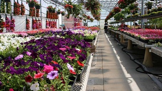 Весомый вклад в обеспечение занятости соотечественниц