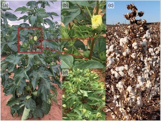 Ученые Узбекистана и США создали новый сорт хлопчатника, устойчивый к вилту