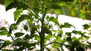 Теплицы Узбекистана выбирают хорошо зарекомендовавшие себя сорта томата