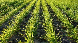 Дар Ӯзбекистон барои баланд бардоштани ҳосилхезии замин доруи нави биологӣ ихтироъ карданд