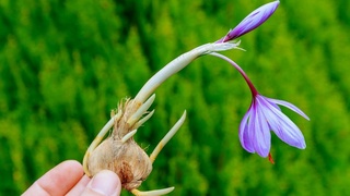 Афғонистон Ўзбекистонга заъфарон пиёзбошларини етказиб бериши мумкин