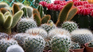 Ученые назвали опасные для здоровья комнатные растения