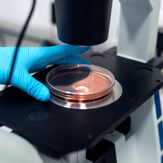 Qandli diabetni bakteriyalar bilan davolash taklif qilinmoqda