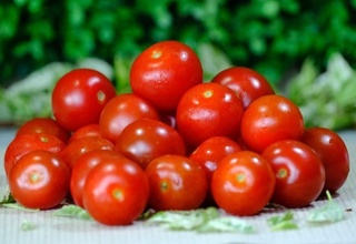Организмда холестерин миқдорини камайтирадиган янги помидор нави яратилди