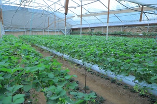 Ҳәр бир мәҳәллениң өз "драйвери" бар