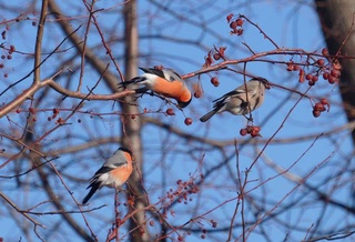 Пешгӯии обу ҳаво барои 8 январ