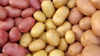 В Самарканде семена картофеля будут выращивать методом in-vitro